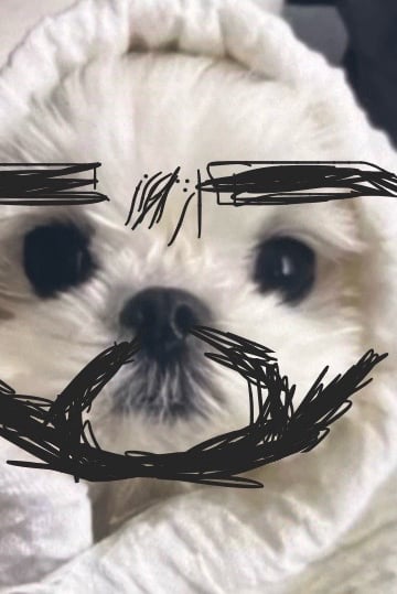 댕댕