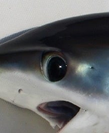 사코