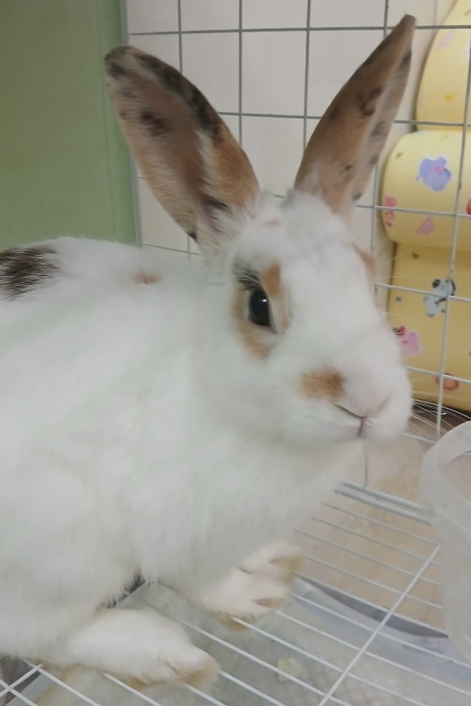 수아