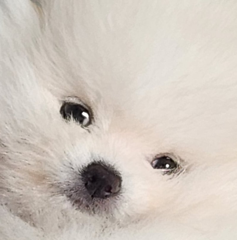 머무