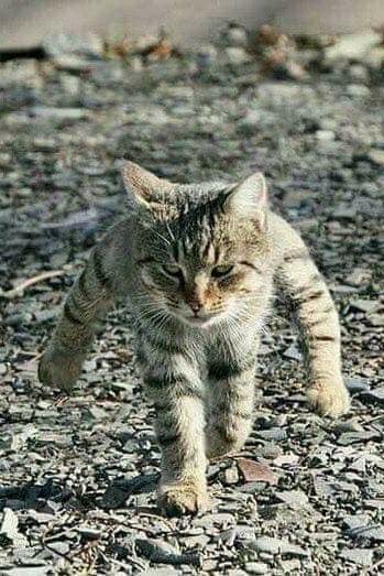 고양이