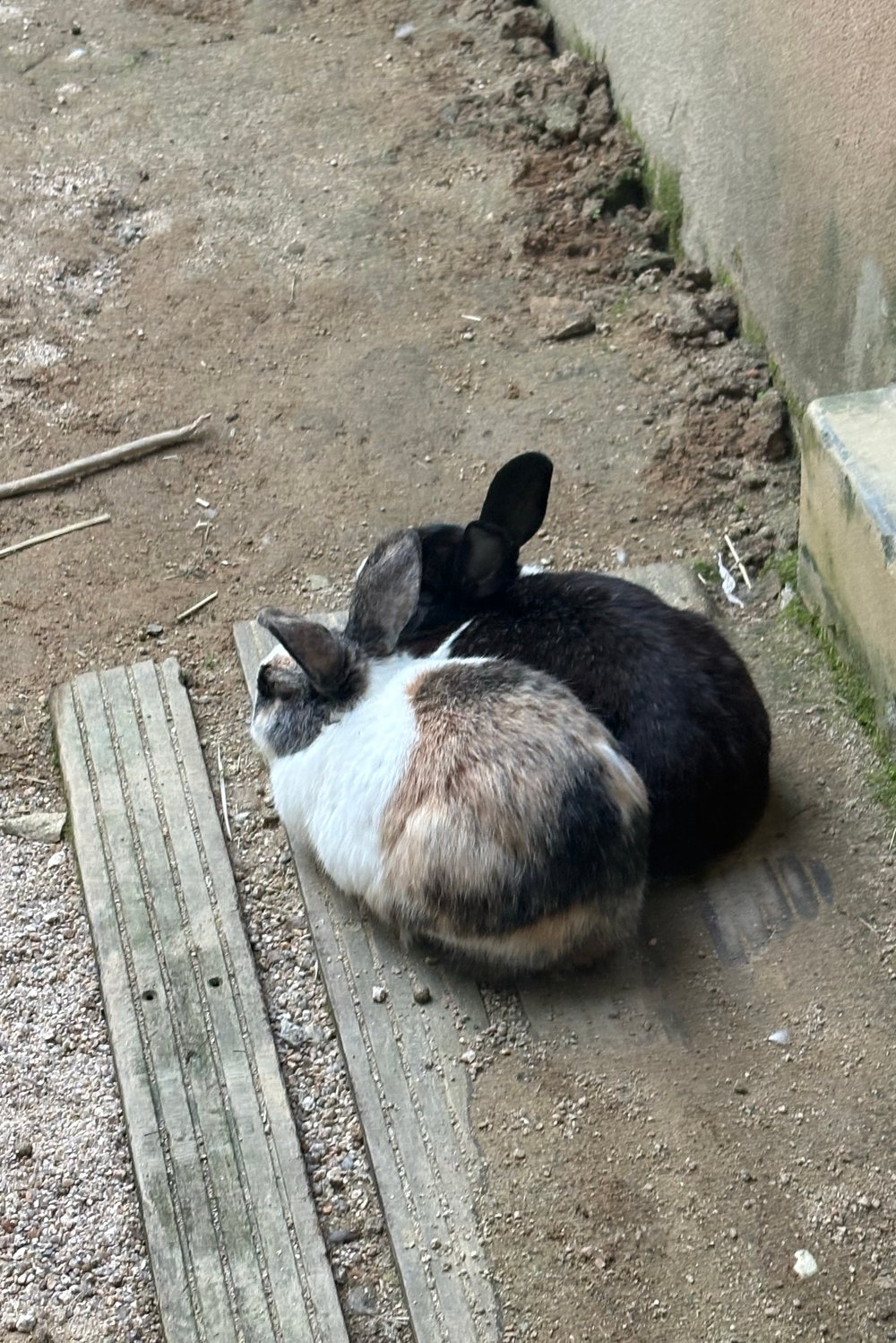 켘켘크렁