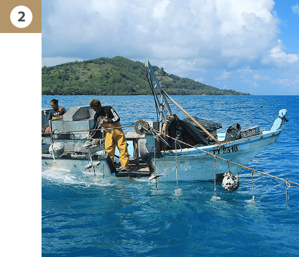 Our pearl farming process | Robert Wan