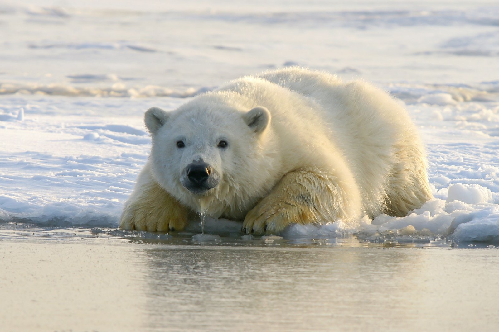 Arctic