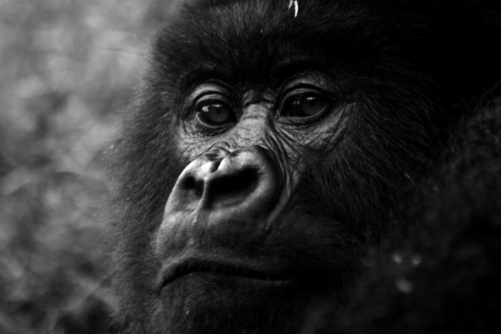 Versicherung für Gorilla-Trekking: Aktivitätsdefinitionen und Evakuierungsbedingungen prüfen