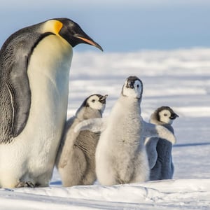 Emperor Penguin
