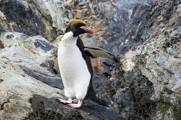 Macaroni Penguin