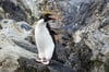 Macaroni Penguin