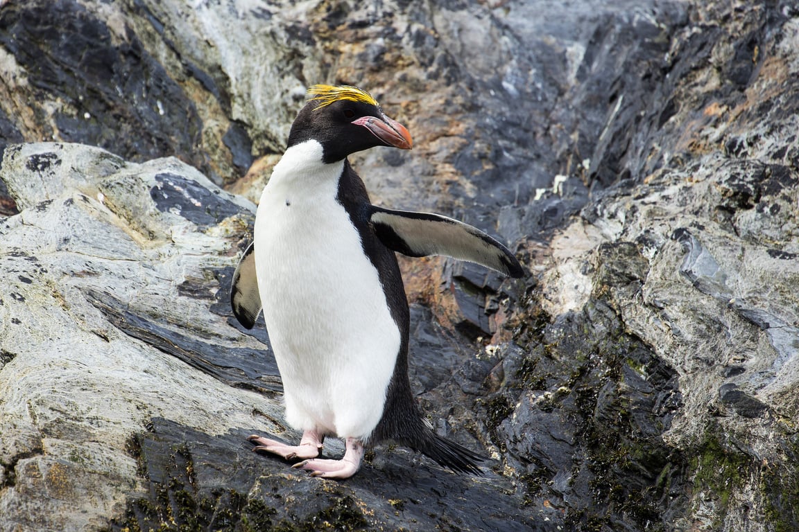 マカロニペンギン