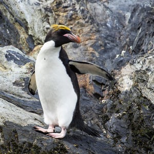 Macaroni Penguin