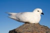 Snow Petrel