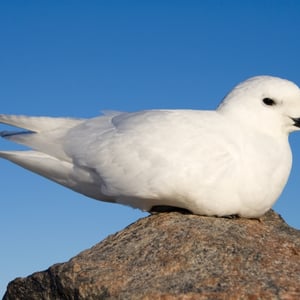 Snow Petrel