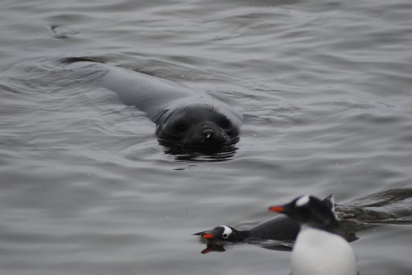 Southern Elephant Seal