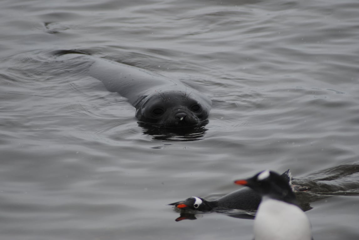 Southern Elephant Seal
