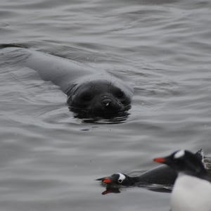 Southern Elephant Seal