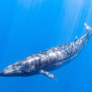 Sei Whale
