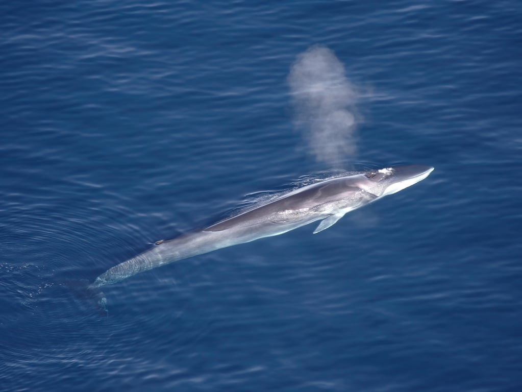 セミクジラ