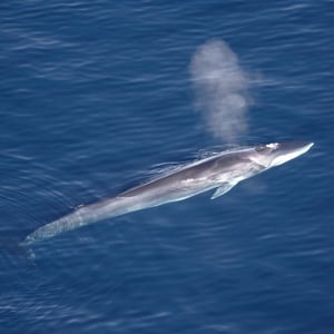 Fin Whale