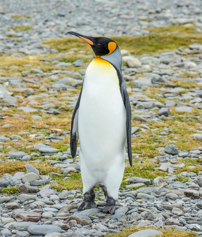 King Penguins, South Georgia
