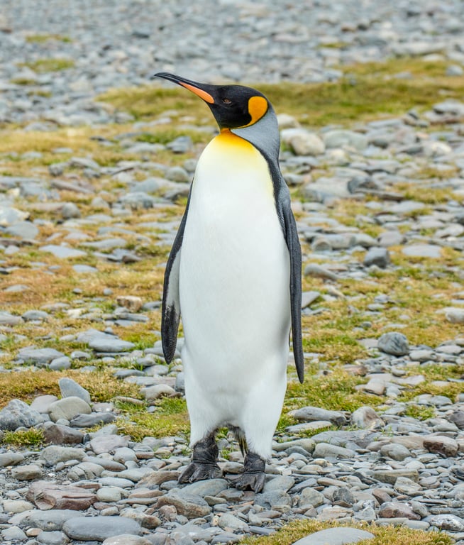 キングペンギン