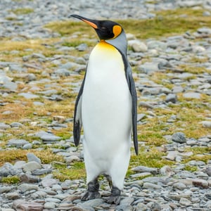 King Penguin