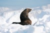 Antarctic Fur Seal