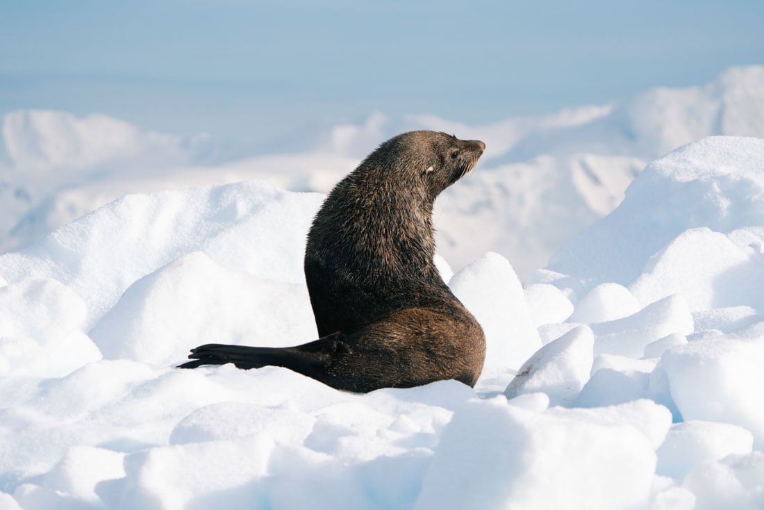 Antarctic Fur Seal