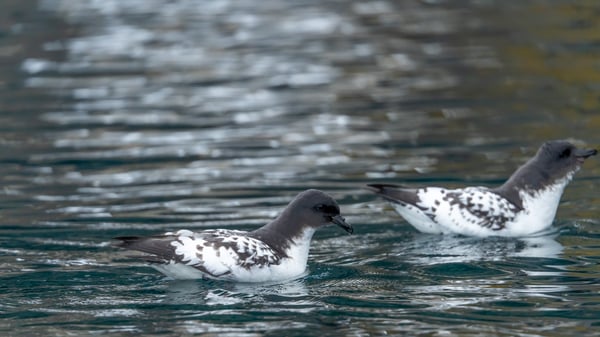 Cape Petrel