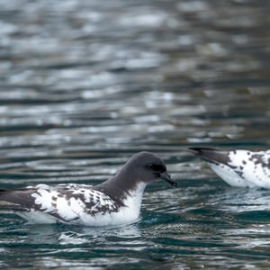 Cape Petrel