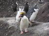 Macaroni Penguin