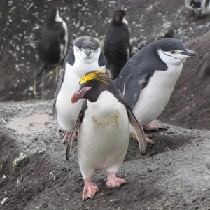 Macaroni Penguin