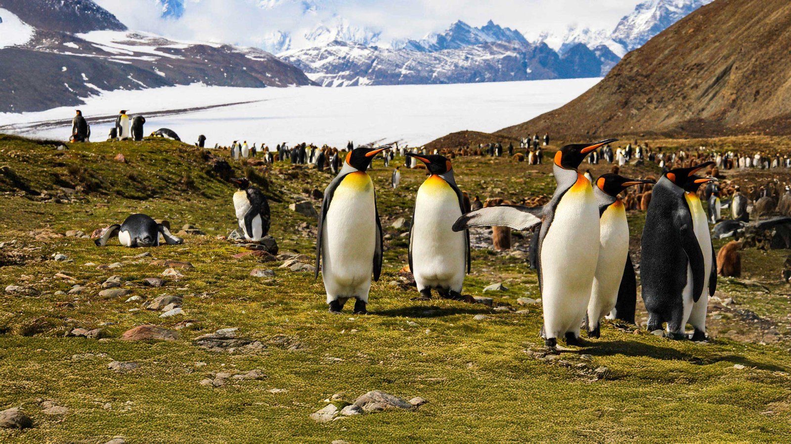 Operator Requirements: Quark vs. Lindblad vs. Ponant