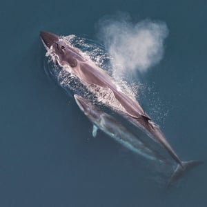 Sei Whale