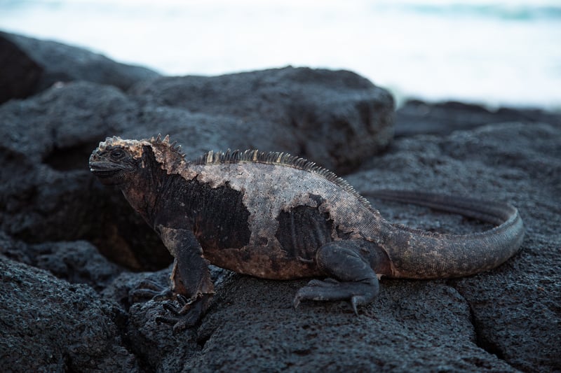 Galápagos Wildlife
