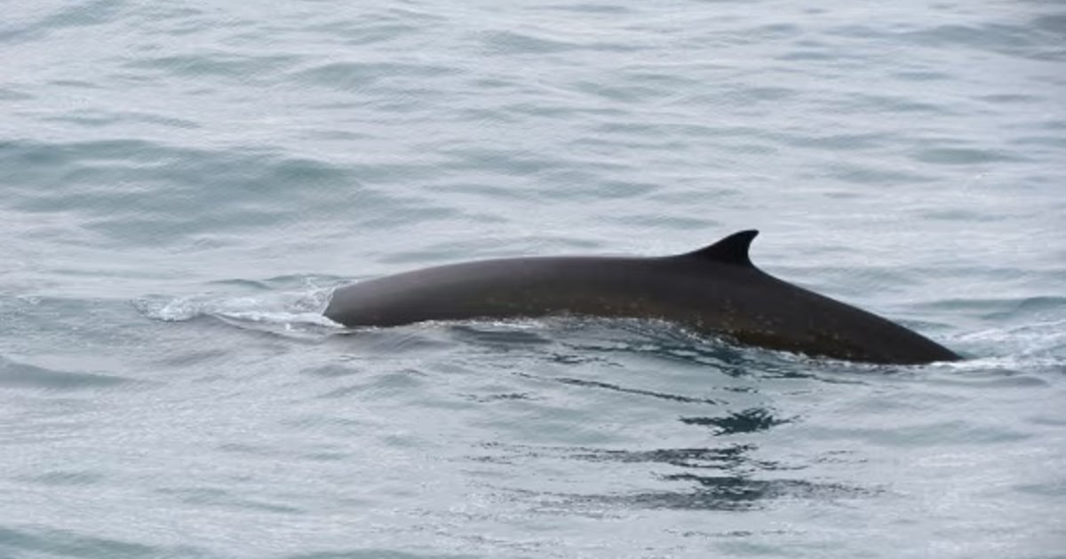 Fin Whale | Unsold Antarctica