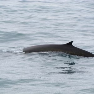 Fin Whale