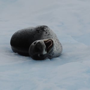 Leopard Seal