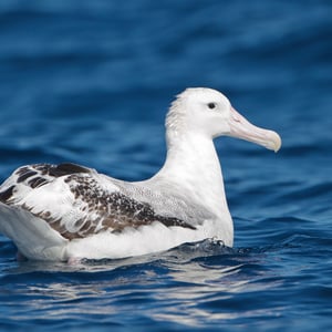 Wandering Albatross