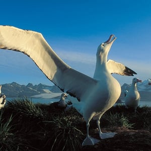 Wandering Albatross