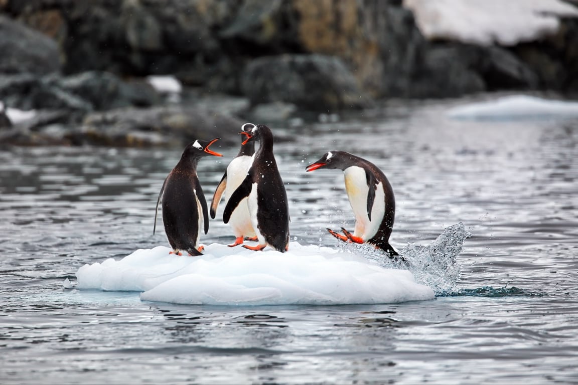 Gentoo Penguin