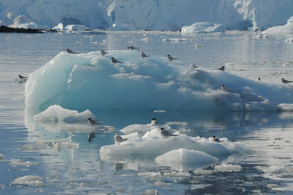 Antarctic Tern