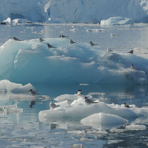 Antarctic Tern