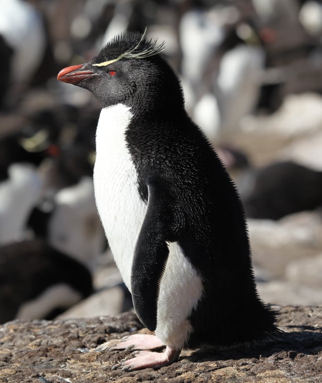 Rockhopper Penguin