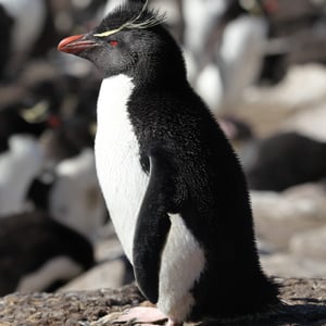 Rockhopper Penguin
