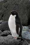 Adélie Penguin