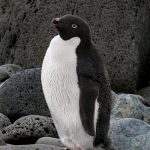 Adélie Penguin