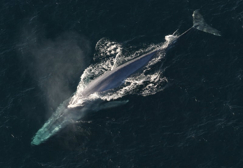 Whale Watching in Antarctica