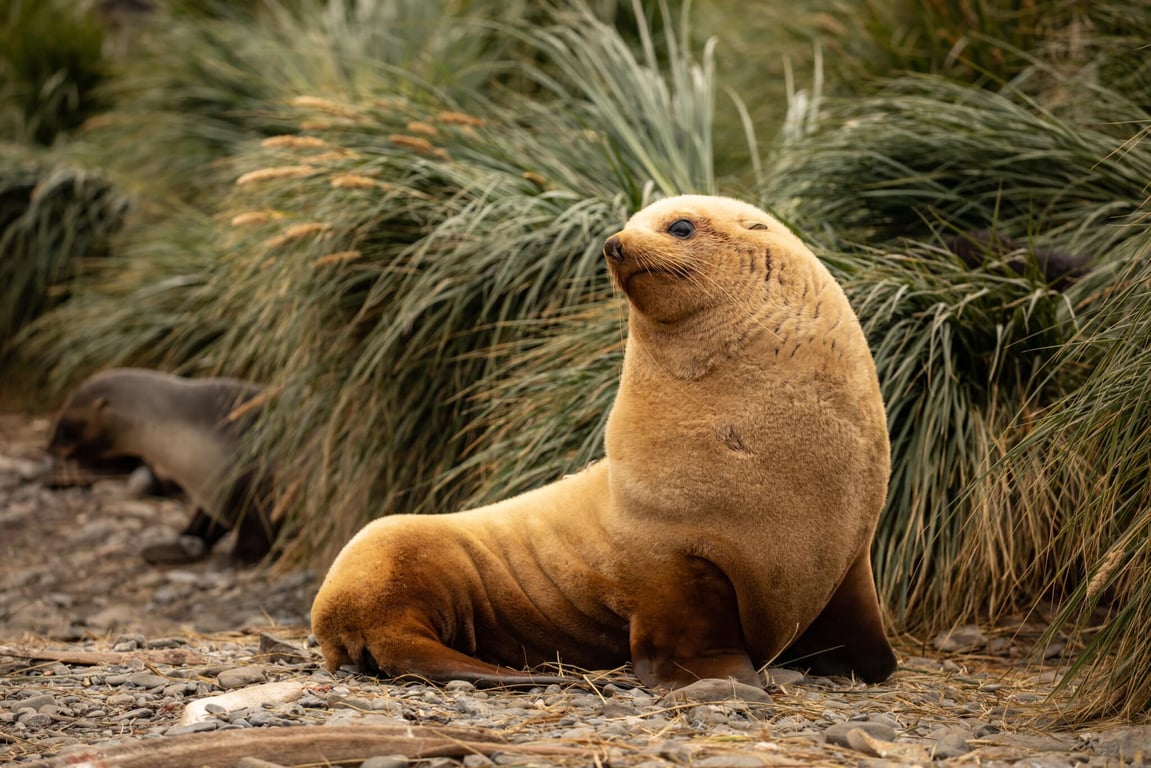 Antarctic Explorer Express