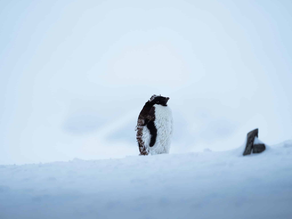 Antarctic Peninsula: Fly the Drake - Jan 13 2027