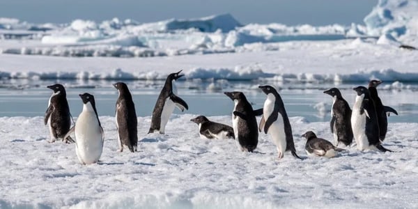 Antarctica and Falklands Expedition | Southbound